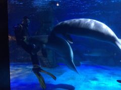 -烟台海昌鲸鲨海洋公园