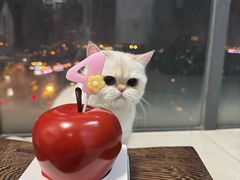 -芸山季·云南山珍菌火锅(人民广场来福士店)