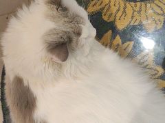 -平行世界·猫咖(首经贸店)