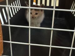 -爱妮康宠物医院·干细胞免疫细胞·肿瘤·心脏(张江店)