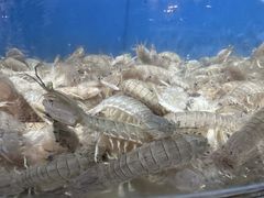 -蓝珊甄选海鲜自助·火锅大排档(近阿那亚店)