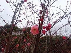 -梁鸿国家湿地公园