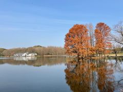 -上海共青森林公园