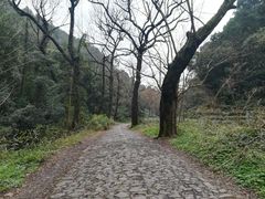-龙井村