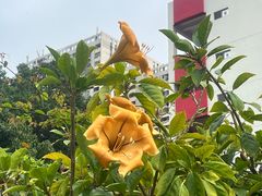 -屯门公园