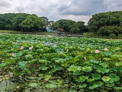 -蠡湖大桥公园