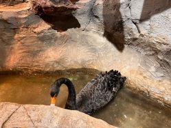 -Zoolung Zoolung动物主题公园(海信广场店)