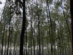 -合肥滨湖国家森林公园