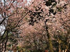 -南山植物园