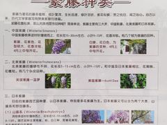 -嘉定紫藤园