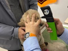 -派美特宠物医院·核磁CT·骨科肿瘤·疑难转诊(沈农禾丰店)