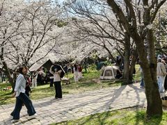 -苏州上方山国家森林公园