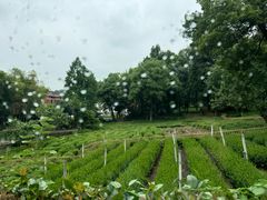 -野蔓果·山野菜(西湖景区·龙井茶田店)