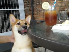 -柴犬高等学院·狗咖·柴犬售卖·宠物训练