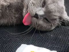 -瑞派·关忠动物医院·猫专科·犬专科(三环新城店)