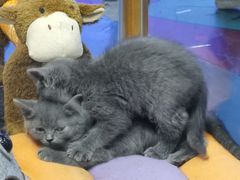 -龟与熊猫宠物公园(南坪店)