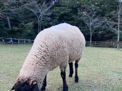 -神户市立六甲山牧场