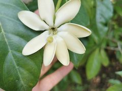 -中国科学院西双版纳热带植物园