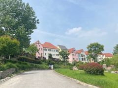 -大塘金香草谷