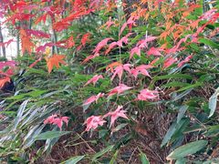 -藏龙百瀑风景区