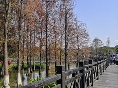 -海珠湖公园