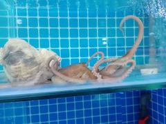 -宾朋海鲜特色美食餐厅·纯手工鲅鱼水饺(兴海路店)