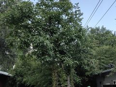 -中卫御苑福膳·养生局(圆明园店)