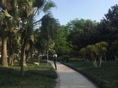 -神仙树公园
