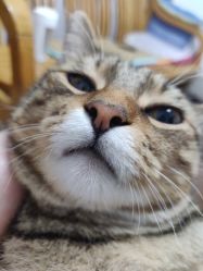 -日月刺青工作室·高端纹身