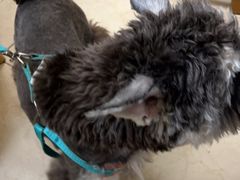 -瑞派旺宝宠物医院·犬猫全科综合·尿道专科(莲兴院)