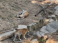 -大连森林动物园