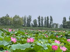-白洋淀景区