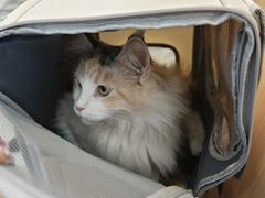 -瑞派·关忠动物医院·猫专科·犬专科(三环新城店)