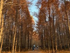 -黄海国家森林公园