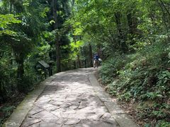 -天目山大树王景区