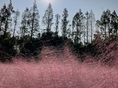 -嘉北郊野公园