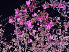 -西北湖绿化广场