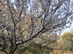 -苏州上方山国家森林公园