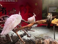 -正佳雨林生态植物园