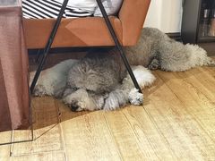 -沏点Trattoria意大利餐厅(新街口店)