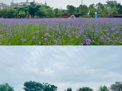 -九龙湖公园