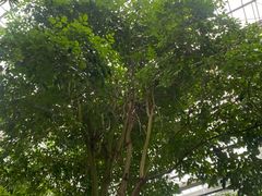 -南山植物园