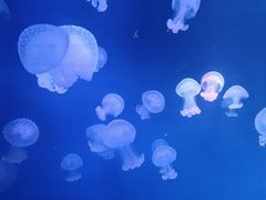 -海合安青岛极地海洋公园