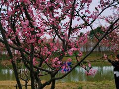 -合肥滨湖国家森林公园