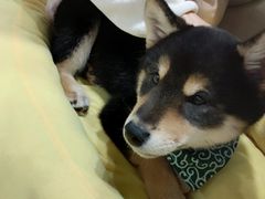 -逗柴咖啡屋·狗咖猫咖宠物桌游