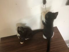 -楼上猫咖(罗湖店)