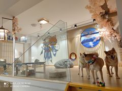-南京Hallo宠物乐园·哈罗犬舍·柴犬繁育基地