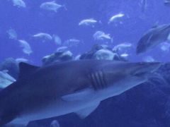 -成都浩海立方海洋公园