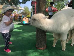 点击看大图 -萌宠亲子动物乐园(槐房万达店)