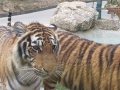 -栾川竹海野生动物园